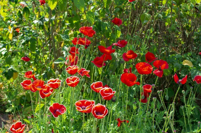 5 квітів на клумбі, які притягують у дім негаразди та хвороби: народні прикмети - фото 612785