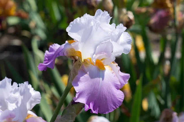 Не лише іриси: як правильно називати півники та чому ця народна назва має особливий сенс - фото 613086