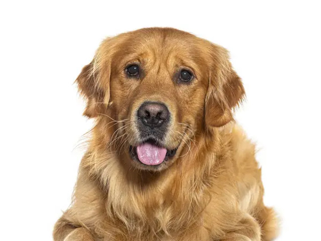 Собака почала швидко старіти: 7 тривожних ознак, які господарі часто не помічають - фото 613215