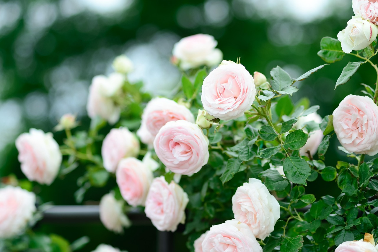 Аспірин для троянд навесні - фото 1