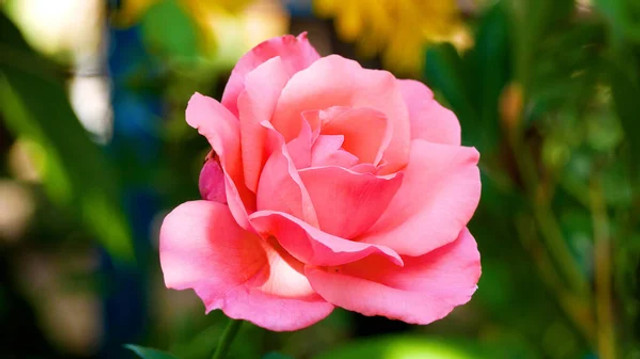 Навіщо класти аспірин під троянди навесні: квітникарі розкрили секрет пишного цвітіння - фото 613245