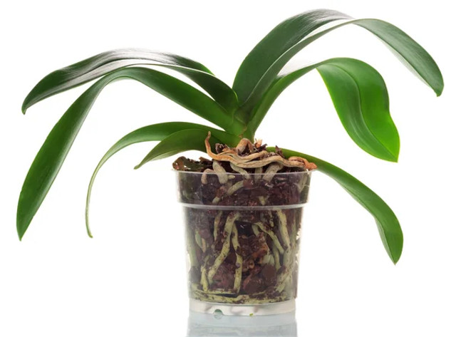 Як вибрати горщик для орхідеї: помилки, через які квітка перестає цвісти - фото 616355