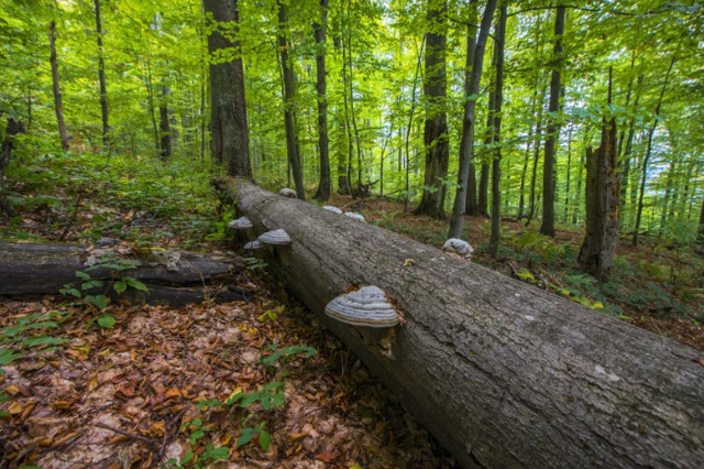 5 цікавих місць України, які варто відвідати саме влітку - фото 617490