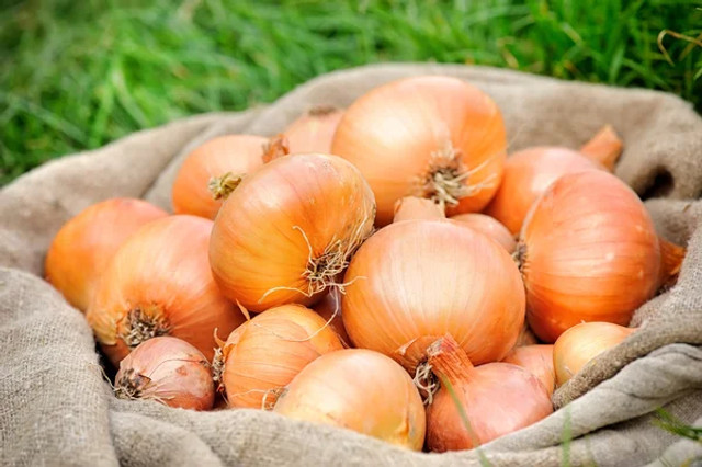 Чим підживити цибулю, щоб отримати великий урожай: найкращі добрива для міцних цибулин - фото 621094