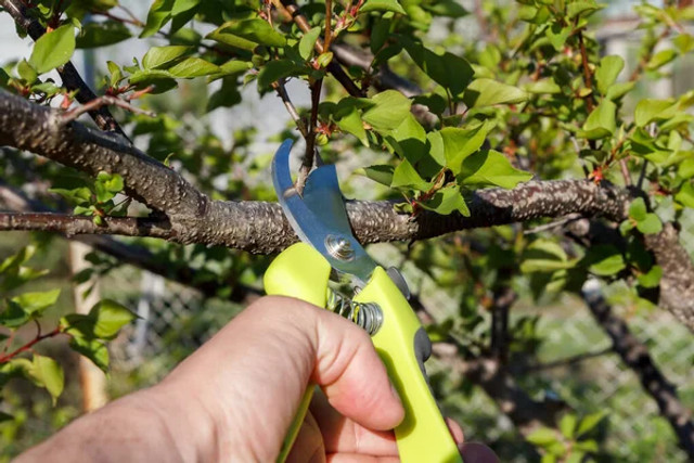 Які фруктові дерева потрібно обрізати влітку: 8 культур, які дадуть щедріший урожай - фото 621751