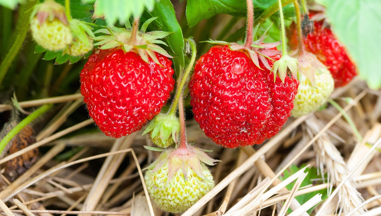 Пересадка полуниці - фото 1