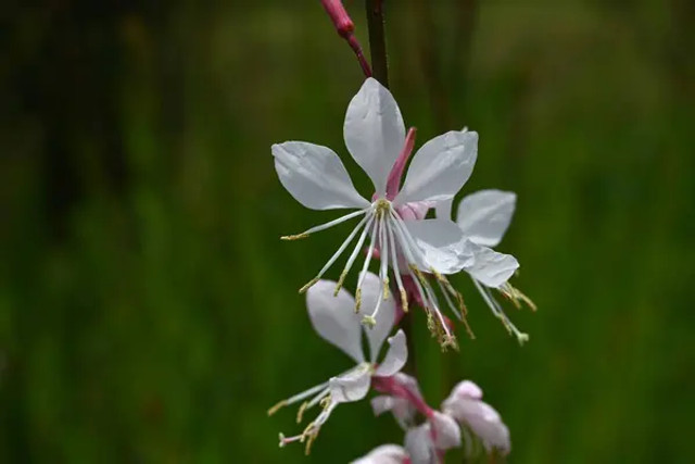 Цвіте до самих заморозків і не потребує догляду: посаджіть цю диво-рослину в саду - фото 631147