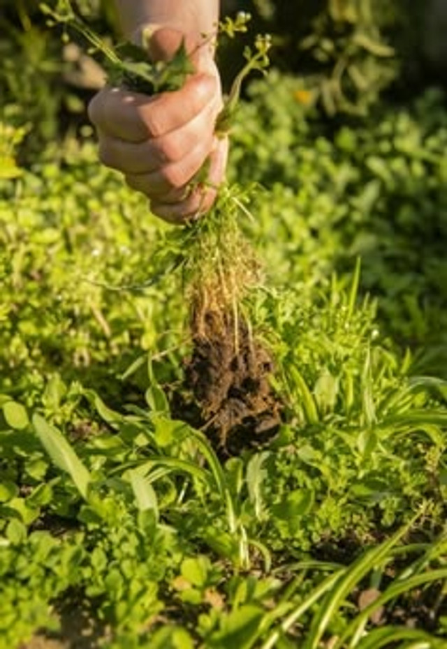 У вересні є сприятливі і несприятливі дати для садових робіт - фото 647449