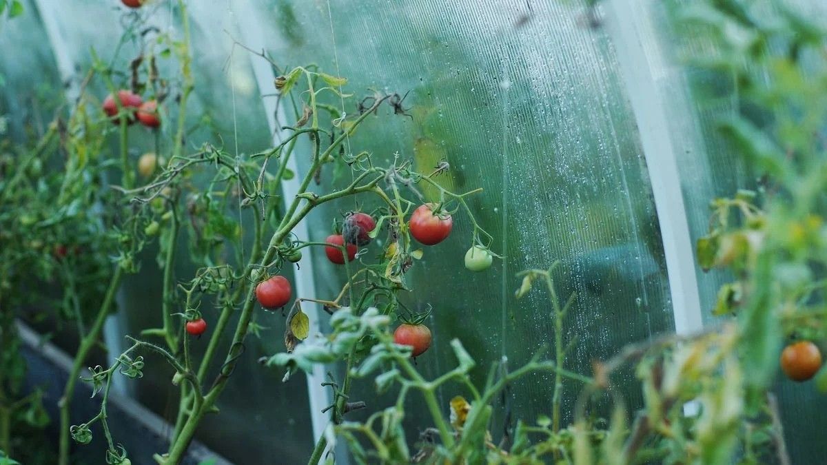 Конденсат у теплиці: 5 простих способів позбутися зайвої вологості - фото 1